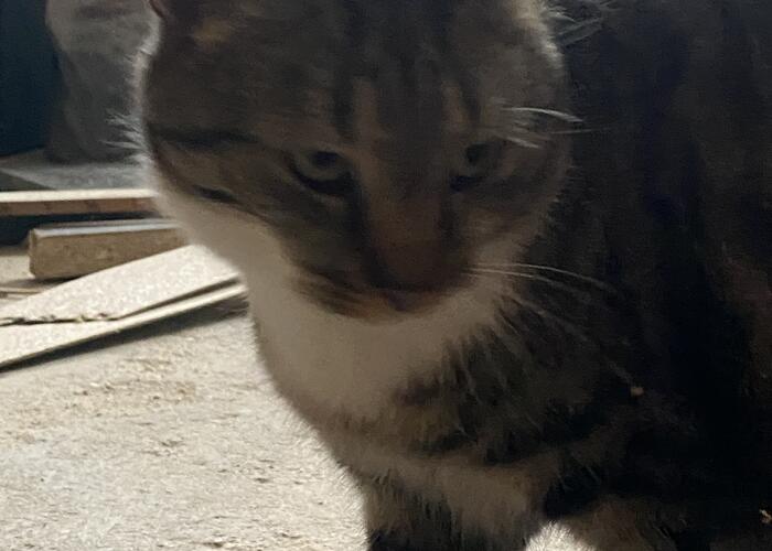 Grajewo ogłoszenia: Znaleziono kota, okolice ul 11 listopada, ma obrożę, może komuś...